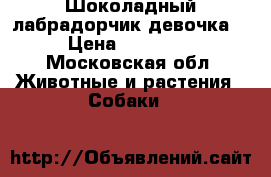 Шоколадный лабрадорчик девочка. › Цена ­ 15 000 - Московская обл. Животные и растения » Собаки   